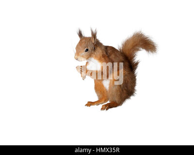 Di tassidermia scoiattolo rosso isolato su sfondo bianco Foto Stock