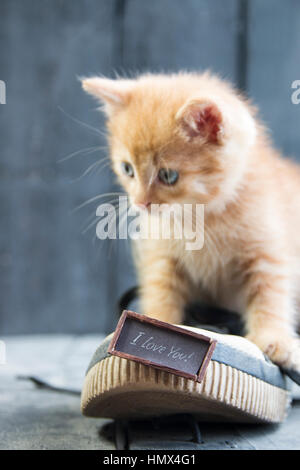 Ti Amo testo e gattino. Happy Valentines Day card Foto Stock