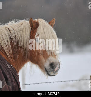 Haflinger pony nella neve indossando un tappeto Foto Stock