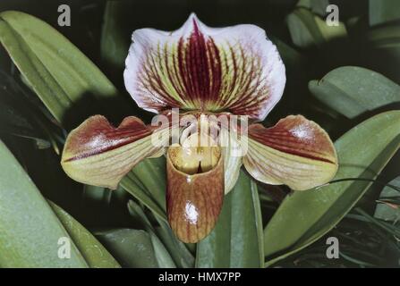 Botanica - Orchidaceae - Venere' slipper orchid (Paphiopedilum sp.) - Polinesia francese. Foto Stock