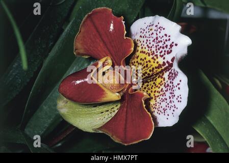 Botanica - Orchidaceae - Venere' slipper orchid (Paphiopedilum sp.) - Polinesia francese. Foto Stock