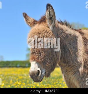 asino Foto Stock