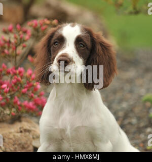 English Springer spaniel Foto Stock