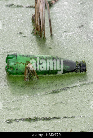 Vuoto e scartato Borraccia di plastica floating tra ance in un lago Foto Stock