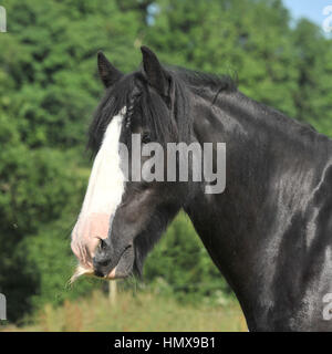 cavallo nero della pannocina Foto Stock