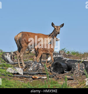 Red Deer Hind Foto Stock