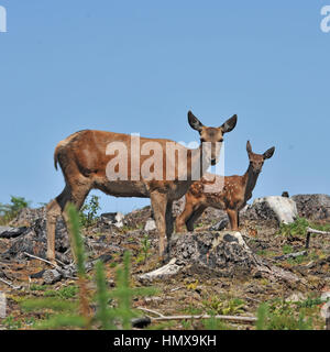 Red Deer Hind Foto Stock