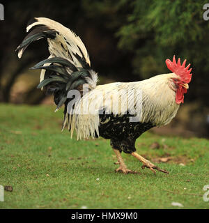 Gallo di Pekin Foto Stock