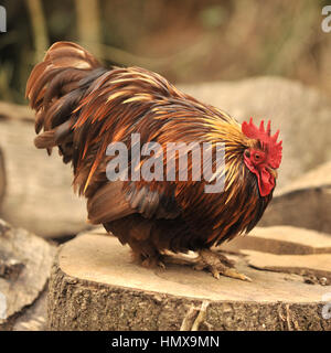 pekin galletto Foto Stock