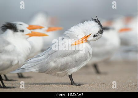 Un Royal Tern sorge su una spiaggia di sabbia preening pulizia e come le sue piume con un gregge di altre terne intorno ad esso. Foto Stock