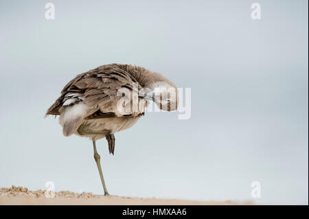 Un Willet preens e pulisce le sue piume con il suo occhio chiuso mentre in piedi su una gamba in morbida luce a sopraggitto. Foto Stock