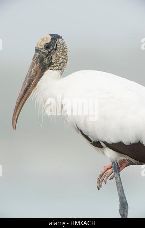 Un brutto legno Stork sorge su una gamba davanti a un buon sfondo bianco su una mattinata nebbiosa. Foto Stock