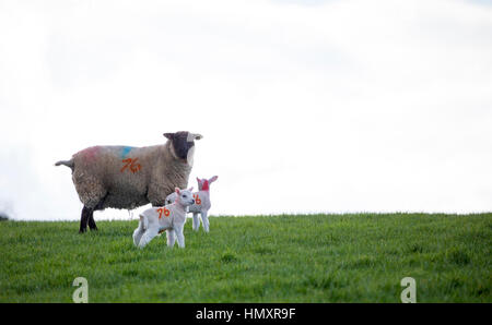 Nuova data di nascita degli agnelli in Flinthsire rurale Foto Stock