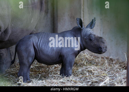 Ramat Gan, Israele. 6 febbraio, 2017. Rami, un week-vecchio rinoceronte bianco, è raffigurato con la sua madre, otto-anno-vecchio Rihanna a Ramat Gan Safari Park vicino al israeliano città costiera di Tel Aviv il 6 febbraio 2017. Il Ramat Gan Safari Park è il principale zoo della zona di Tel Aviv e ospita la più grande collezione di animali in Medio Oriente. Credito: Daniel Bar su - JINI/Xinhua/Alamy Live News Foto Stock