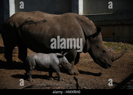 Ramat Gan, Israele. 6 febbraio, 2017. Rami, un week-vecchio rinoceronte bianco, è raffigurato con la sua madre, otto-anno-vecchio Rihanna a Ramat Gan Safari Park vicino al israeliano città costiera di Tel Aviv il 6 febbraio 2017. Il Ramat Gan Safari Park è il principale zoo della zona di Tel Aviv e ospita la più grande collezione di animali in Medio Oriente. Credito: Daniel Bar su - JINI/Xinhua/Alamy Live News Foto Stock