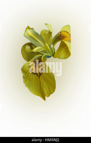 Ussuri fiore iris (Iris maackii). Immagine del fiore isolato su sfondo bianco Foto Stock