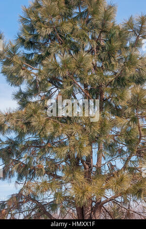 Ponderosa pine (Pinus ponderosa). Chiamato Bull Pine, Blackjack Pine e Western Yellow Pine anche Foto Stock