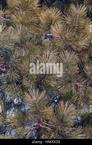 Ponderosa pine (Pinus ponderosa). Chiamato Bull Pine, Blackjack Pine e Western Yellow Pine anche Foto Stock