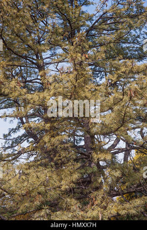 Il Bhutan pine (Pinus wallichiana). Chiamato Blue Pino, pino himalayano e himalayana di pino bianco anche. Un altro dei nomi scientifici sono Pinus griffithii e Pin Foto Stock