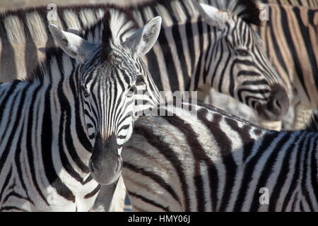 Ritratto di Zebra in Etosha, Namibia Foto Stock