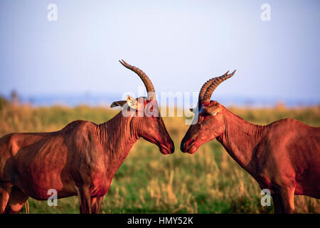 Due topi antilope in profilo fissando ogni altro naso a naso Foto Stock