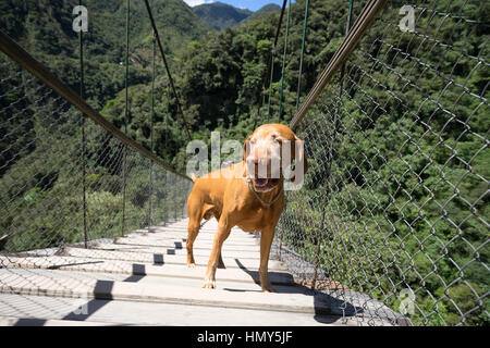 Happy dog turistica sul ponte di sospensione in Banos Ecuador Foto Stock