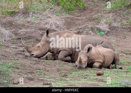 Rinoceronti Bianchi (Ceratotherium simum), madre di vitello, nelle prime ore del mattino, il Parco Nazionale Kruger, Sud Africa e Africa Foto Stock
