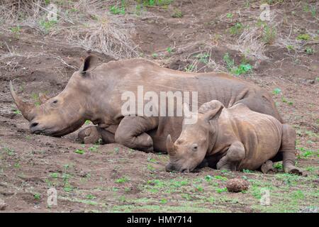 Rinoceronti Bianchi (Ceratotherium simum), madre di vitello, nelle prime ore del mattino, il Parco Nazionale Kruger, Sud Africa e Africa Foto Stock
