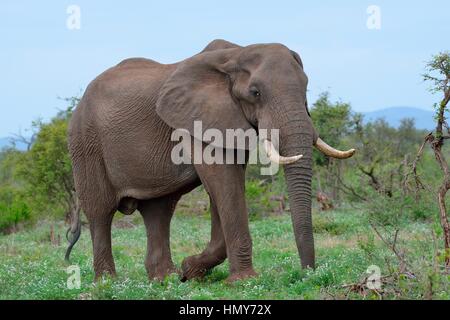 Bush africano Elefante africano (Loxodonta africana), Bull, foraggio, Kruger National Park, Sud Africa e Africa Foto Stock