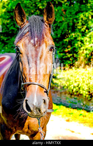 Pferd in Großaufnahme, cavallo in stretta fino Foto Stock