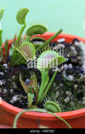 Venus flytrap o noto come Dionaea muscipula Foto Stock