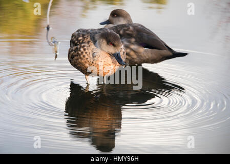 Due femmina chestnut teal anatre in acqua poco profonda in un zoo in Inghilterra, Regno Unito Foto Stock