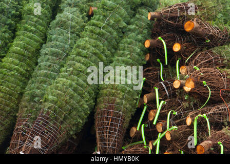 Tagliare e impilati gli alberi di Natale, Benton County, Oregon Foto Stock