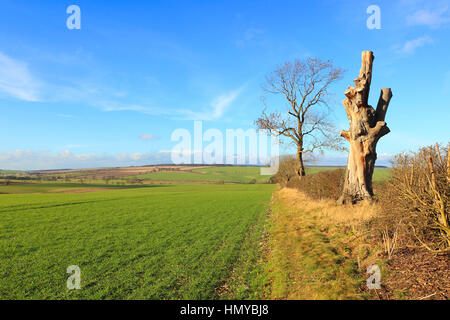 Verde grano raccolto con vecchi alberi e siepi in una pittoresca yorkshire wolds il paesaggio è sotto un cielo blu con wispy cloud in inverno Foto Stock