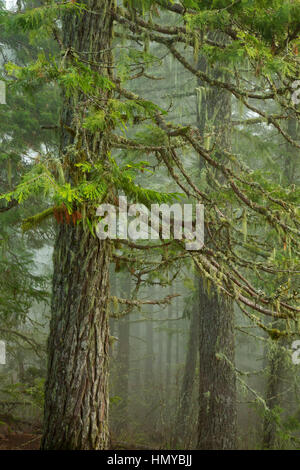 Western red cedar sulla Spencer Butte Vertice sentiero principale, Spencer Butte Park, Eugene, Oregon Foto Stock