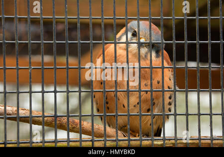 Il Gheppio (Falco tinnunculus), Cascades Raptor Centre, Eugene, Oregon Foto Stock