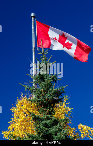 La bandiera canadese con colori autunnali da alberi adiacenti e cielo blu. Il Maple Leaf e l'Unifolié. Foto Stock