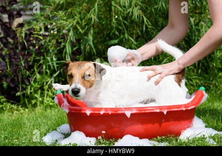 Cane prende il bagno con shampoo a caldo giorno d'estate Foto Stock