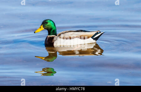 Mallard Duck a nuotare al Lago Roosevelt, Arizona Foto Stock