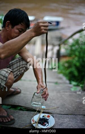 Un uomo si prepara Lao Lao whiskey nel villaggio di whisky, noto come Ban Xang Hai. Un villaggio Lao sul percorso a Pak Ou Grotte del Mekong. Serpenti, insetti e bug Foto Stock