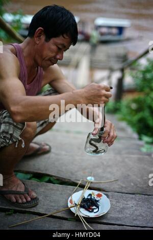 Un uomo si prepara Lao Lao whiskey nel villaggio di whisky, noto come Ban Xang Hai. Un villaggio Lao sul percorso a Pak Ou Grotte del Mekong. Serpenti, insetti e bug Foto Stock