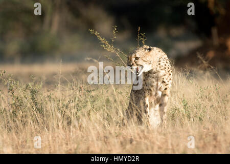 Cheetah ululano Foto Stock