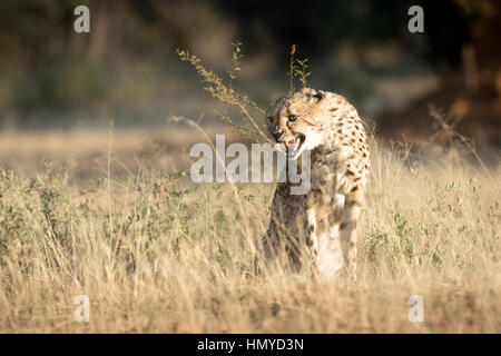 Cheetah ululano Foto Stock