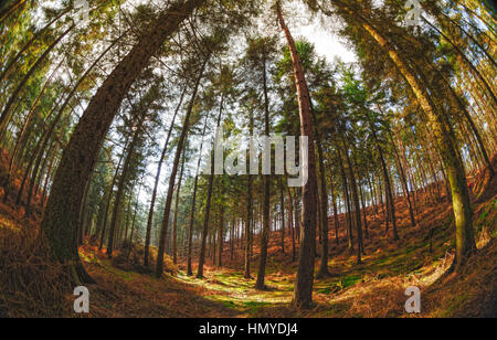 Sun attraverso gli alberi della foresta Foto Stock