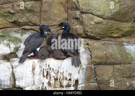 Shag Rock (Phalacrocorax magellanicus) con pulcini nidificazione sugli scogli di più deprimente isola nelle isole Falkland Foto Stock