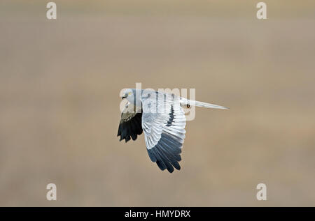 Montagu's Harrier - Circus pygargus - maschio Foto Stock