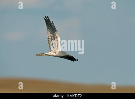 Montagu's Harrier - Circus pygargus - maschio Foto Stock