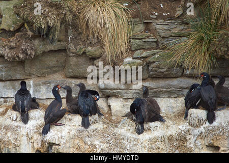 Shag Rock (Phalacrocorax magellanicus) con pulcini nidificazione sugli scogli di più deprimente isola nelle isole Falkland Foto Stock