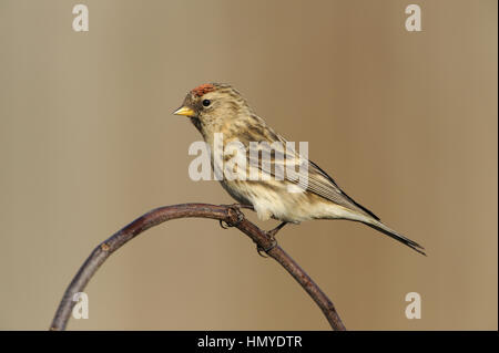 Lesser Redpoll - Carduelis cabaret Foto Stock