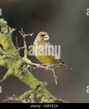 Verdone sul lichen ramo coperti Foto Stock